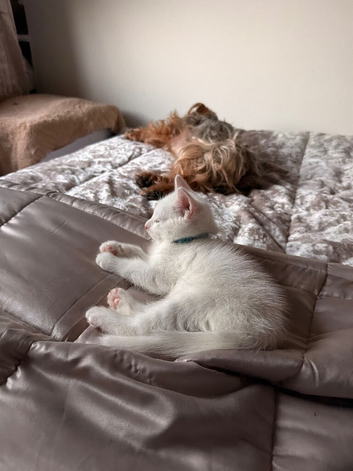 Beautiful white kitten