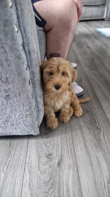 Beautiful 13 week old cockapoo puppy
