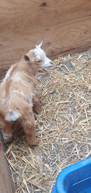 Lovely Goats
