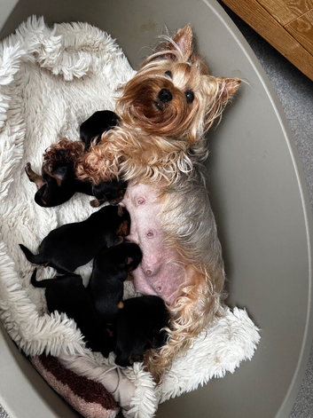 Outstanding Pedigree Yorkshire terrier puppies