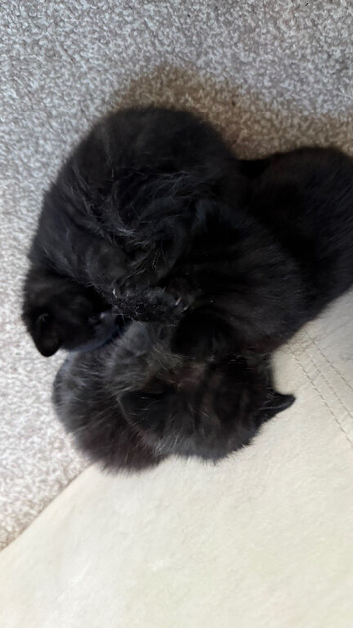 Kittens for sale