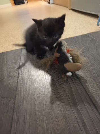 Black kitten boy