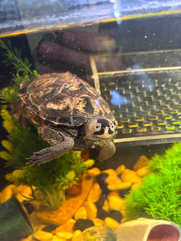 Diamond back terrapin and full set up