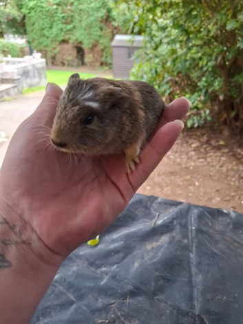 2 female 6 week old girls