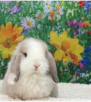 Beautiful Sallendar Doe Mini Lop Looking For a Loving Home