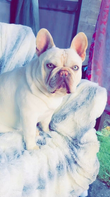 KC Registered Cream French Bulldog - 5 Years Old