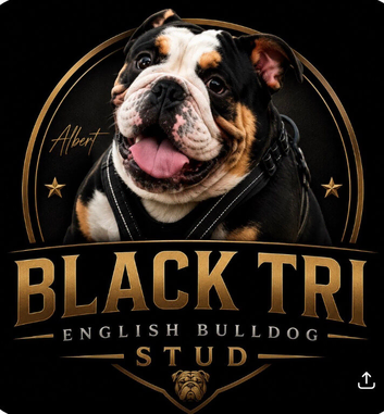 EXCLUSIVE BLACK TRI STUD SERVICE