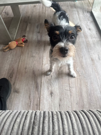 1 year old biewer terrier