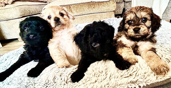 5 Adorable Cavachon puppies need loving homes