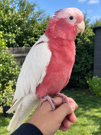 HandReared Super Tame Galah Lutino