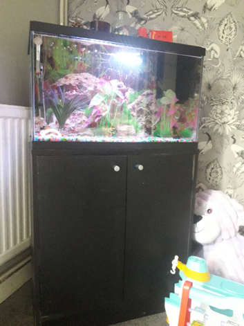 Tropical fish