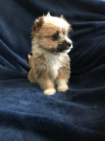 Jack Russel x Yorkshire