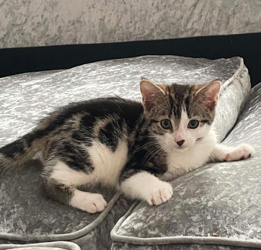 Kitten