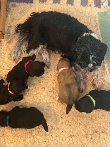 Beautiful Shih Tzu cross Lhasa Apso puppies