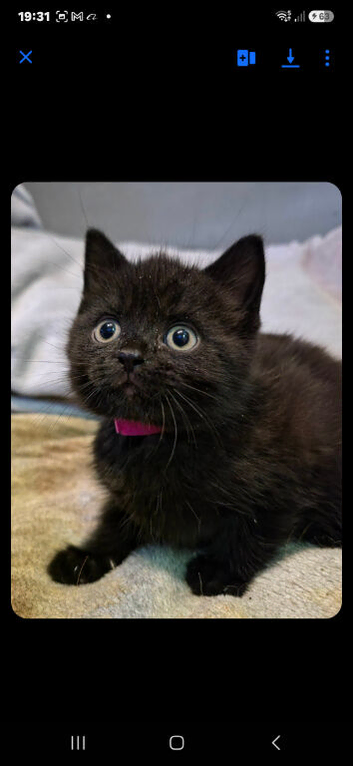 Bsh