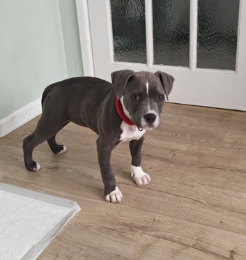 Blue and white  Staffordshire bull terrier 20 weeks old microchipped , and fully vaccinated