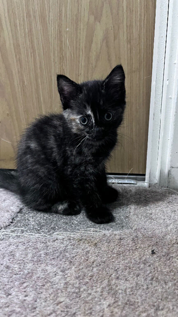 Kitten for sale