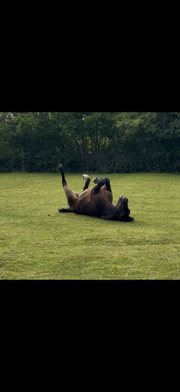 Seeking grazing in East Sussex