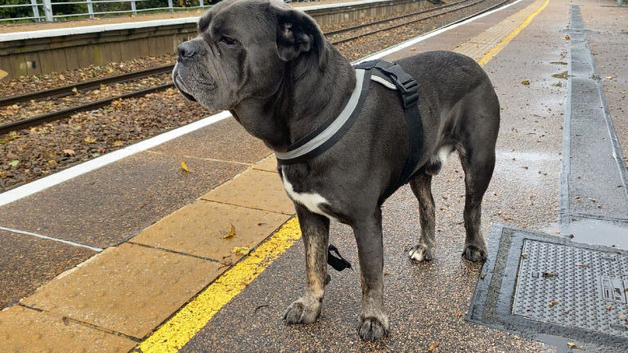 Neapolitan mastiff