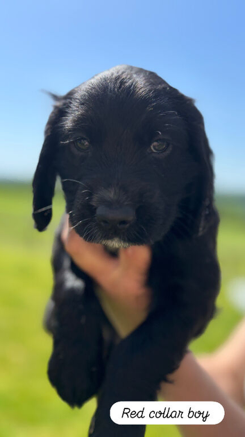 Beautiful Cocker Spaniel Boy Puppies