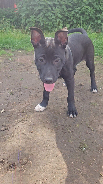 Last female Bullherder pup available