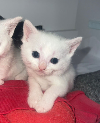 5 gorgeous kittens looking for there forever homes ️