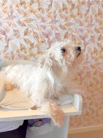 12 month old Bichon