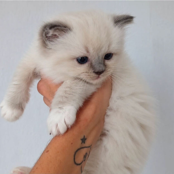 Tica registerd blue mitted female