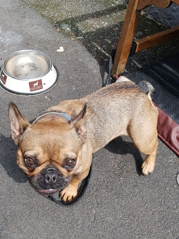 2.5 year old small type French bulldog