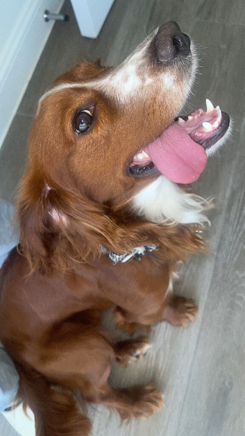 Cocker Spaniel