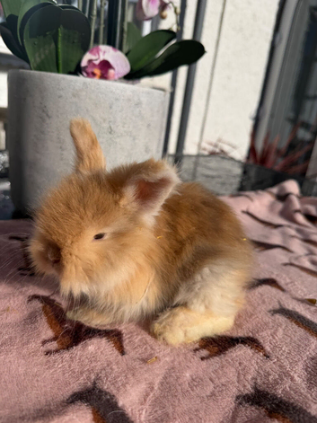 Angora buns