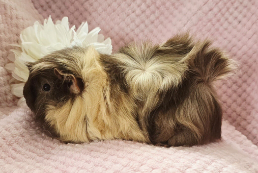 2 sows available