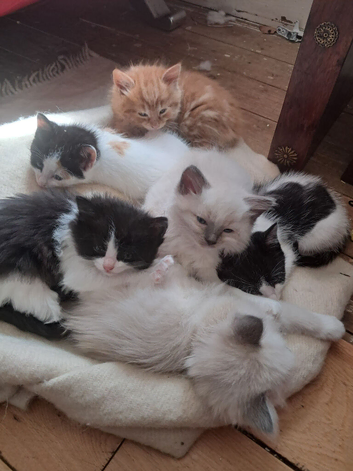 Baby ragdolls