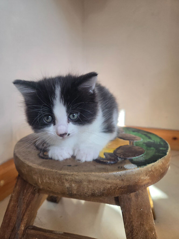 Kitten will be ready end of September