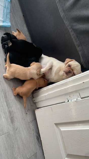 pug/ cavapoo