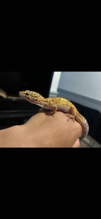2 year old Leopard Gecko