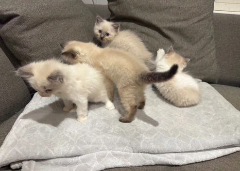 RAGDOLL BOYS AVAILABLE