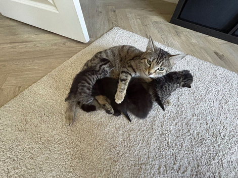 Bengal/tabby kittens ready to leave