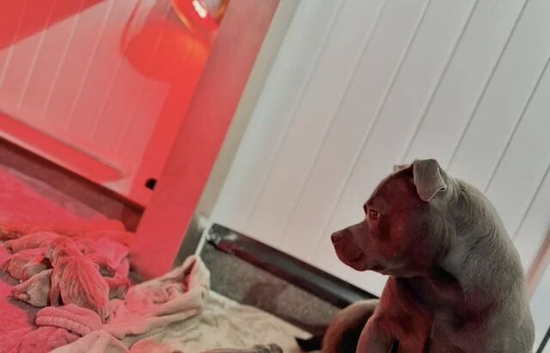 KC Registered Blue Staffordshire bull terrier staffie