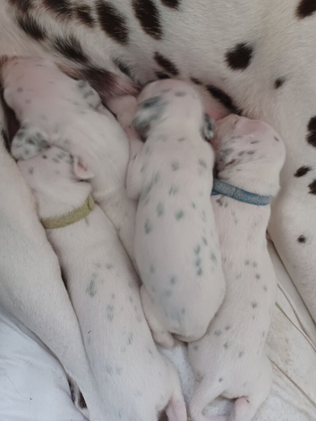 Dalmatian