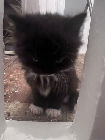 Kittens for sale