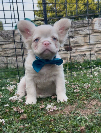 BLUE EYED PINK/FLUFFY FRENCHIES