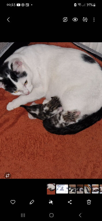 Gorgeous little kittens