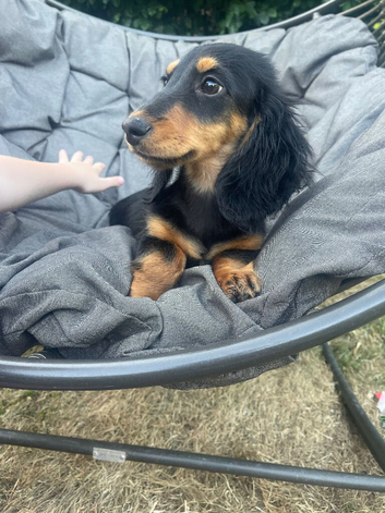 Long hair Black and Tan Dachhound puppy
