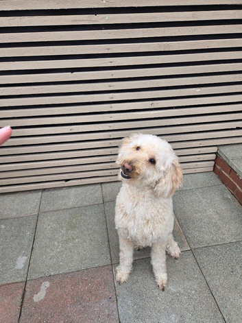 Multigeneration Labradoodle puppies