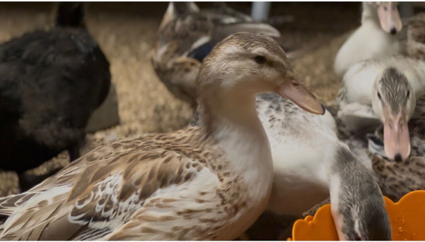 Miniature Appleyard Ducks