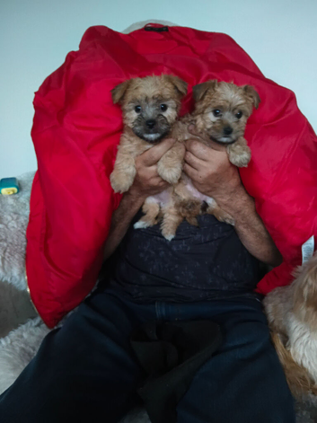 Yorkshire terrier. Puppy
