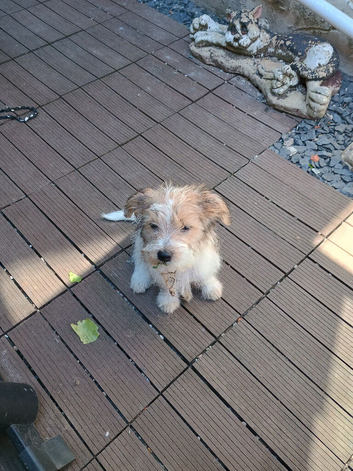 Jack Russell puppy long haired boy fully vaccinated