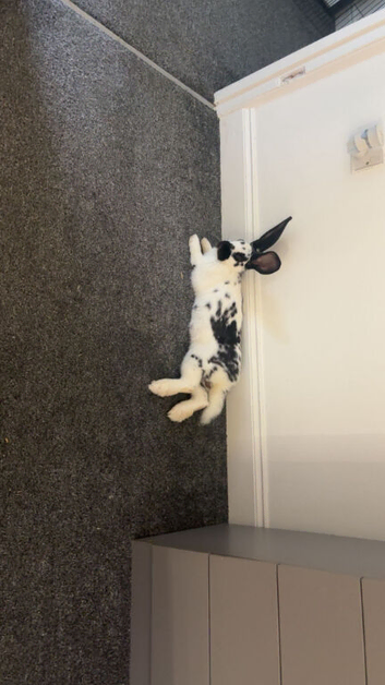 Needs rehoming