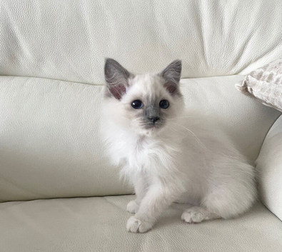 Female Maine Coon xRagdoll Kitten